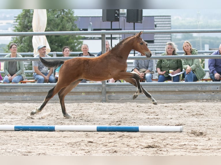 Trakehner Hengst 2 Jaar Bruin in Gotha