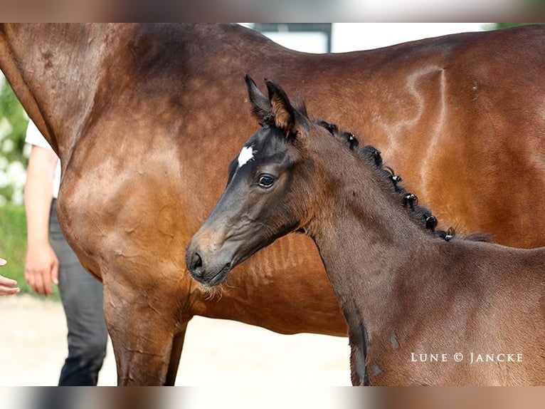 Trakehner Hengst 2 Jaar Donkerbruin in Rheinberg