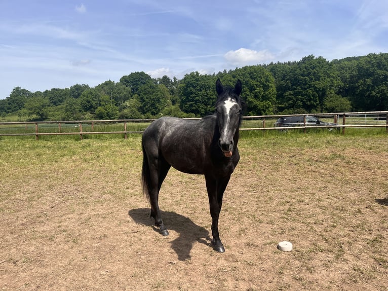 Trakehner Hengst 2 Jaar Schimmel in Kassel