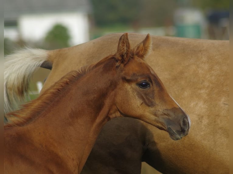 Trakehner Hengst 2 Jaar Vos in linn