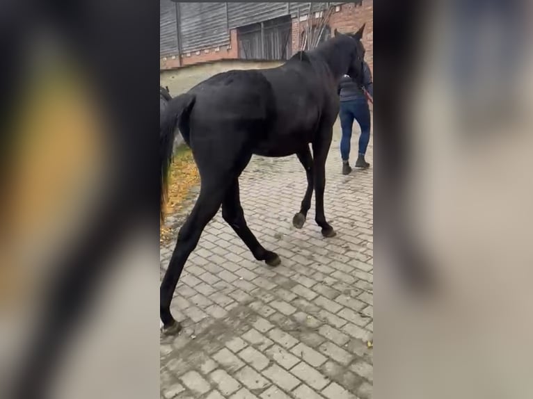 Trakehner Hengst 2 Jaar Zwartbruin in Burow