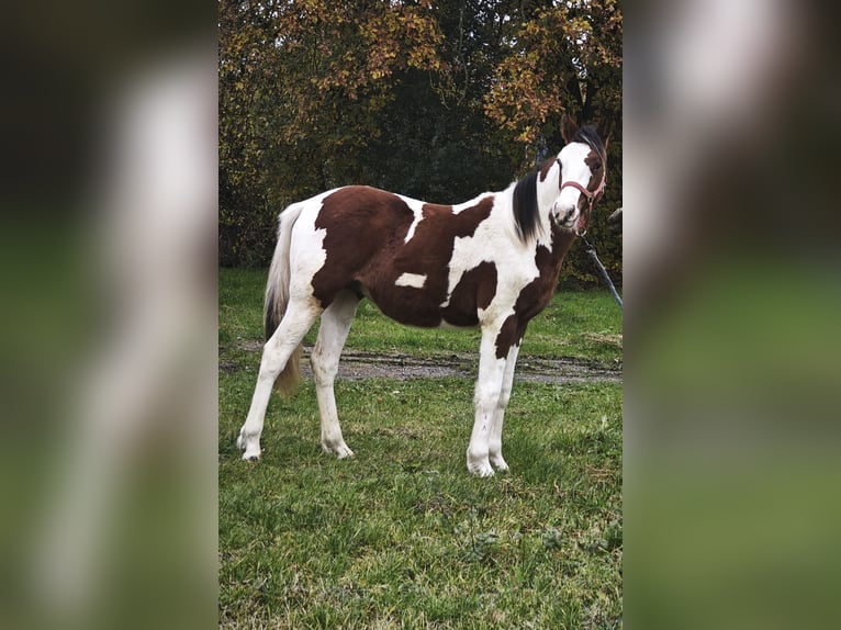 Trakehner Mix Hengst 2 Jahre 155 cm Schecke in Pritzwalk
