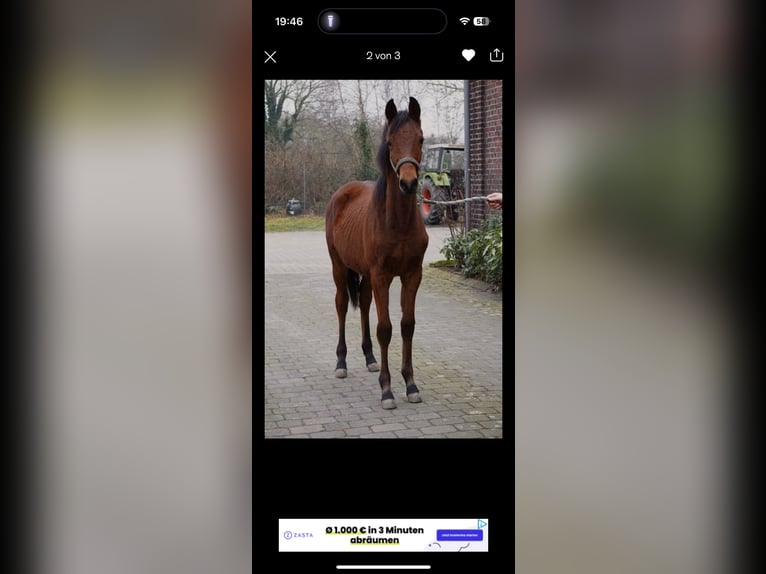 Trakehner Hengst 2 Jahre 156 cm Brauner in Trostberg