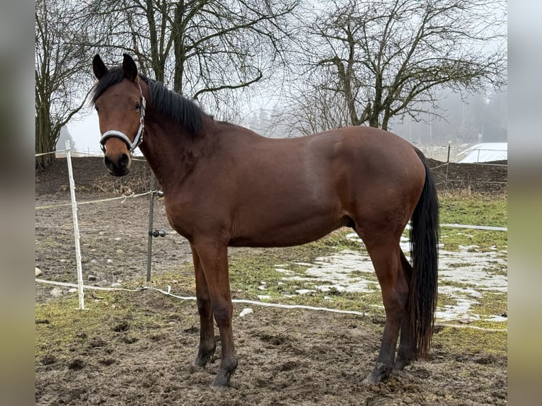 Trakehner Hengst 2 Jahre 156 cm Brauner in Trostberg