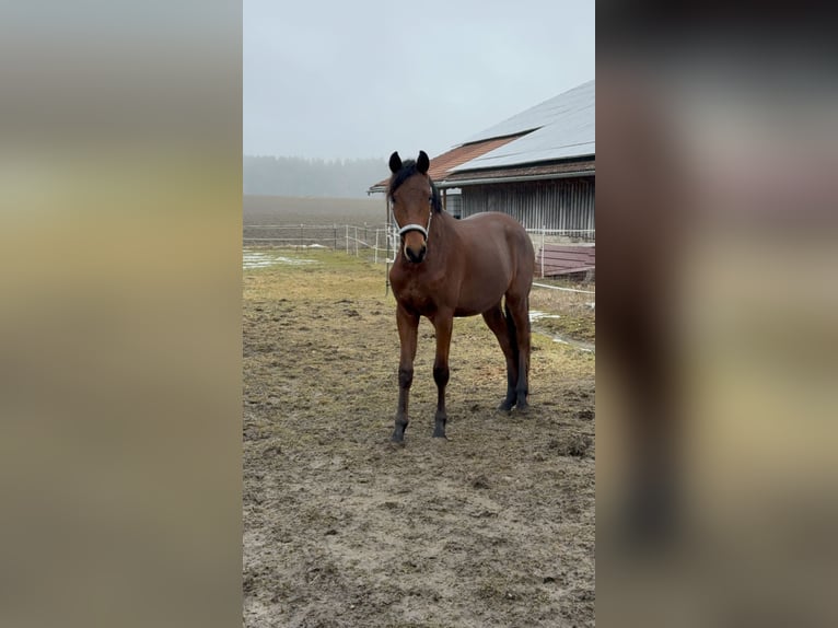 Trakehner Hengst 2 Jahre 156 cm Brauner in Trostberg
