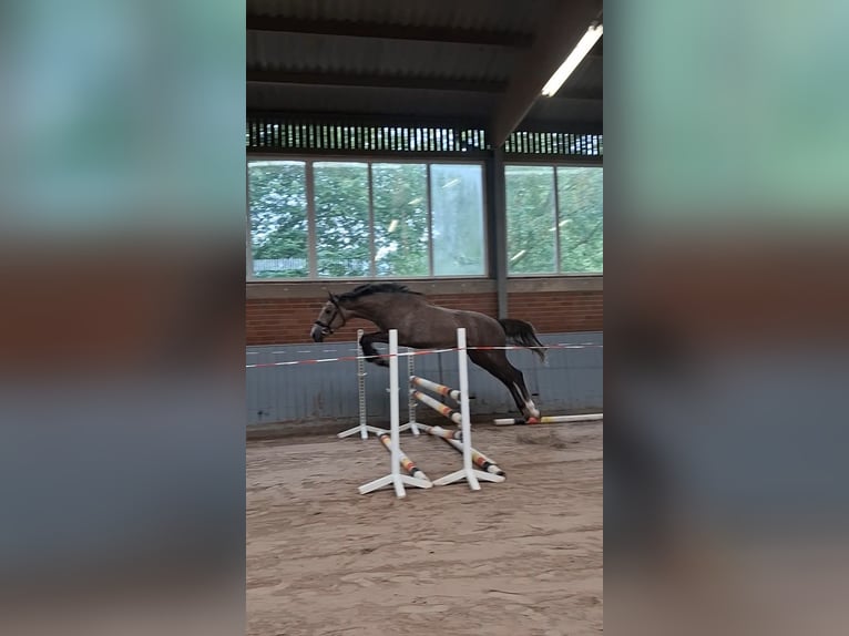Trakehner Hengst 2 Jahre 158 cm Kann Schimmel werden in Damme