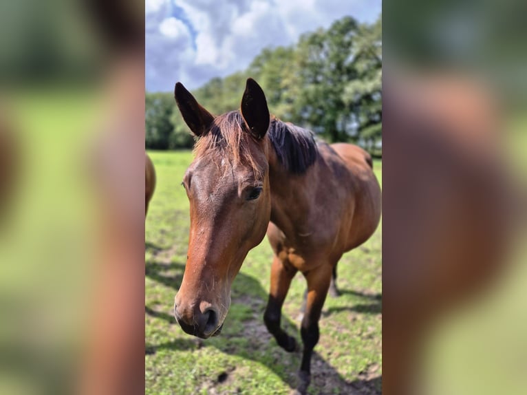 Trakehner Hengst 2 Jahre 160 cm Dunkelbrauner in L&#xF6;ningen