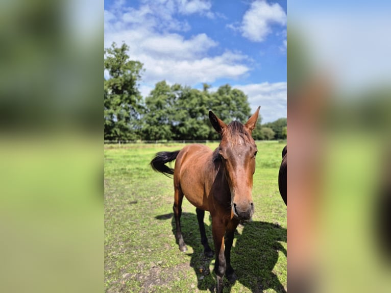 Trakehner Hengst 2 Jahre 160 cm Dunkelbrauner in L&#xF6;ningen