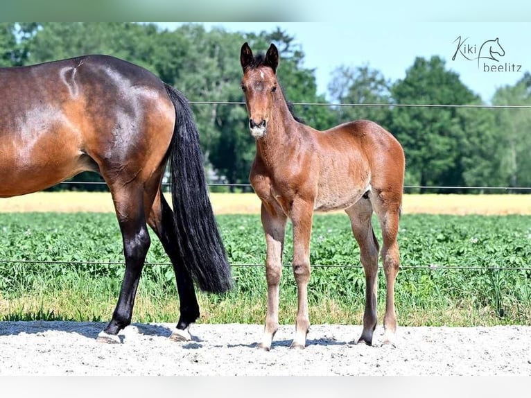 Trakehner Hengst 2 Jahre 160 cm Dunkelbrauner in L&#xF6;ningen