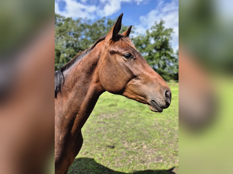 Trakehner Hengst 2 Jahre 160 cm Dunkelbrauner in L&#xF6;ningen