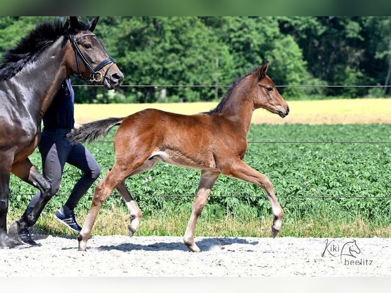 Trakehner Hengst 2 Jahre 160 cm Dunkelbrauner in L&#xF6;ningen