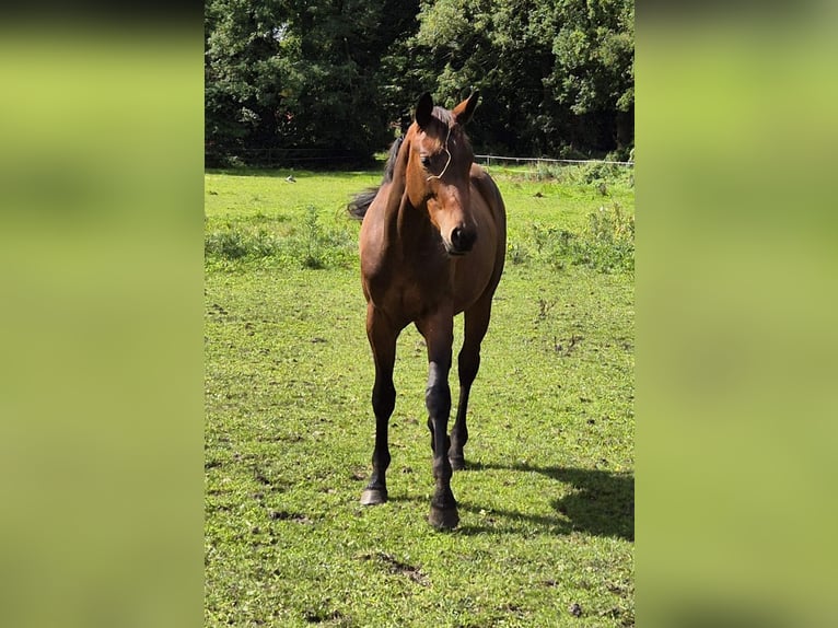Trakehner Hengst 2 Jahre 160 cm Dunkelbrauner in L&#xF6;ningen