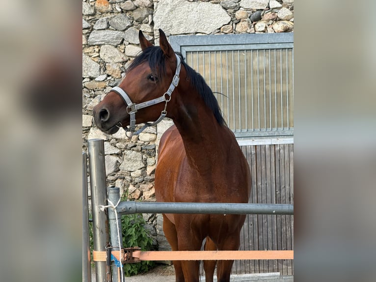 Trakehner Hengst 2 Jahre 161 cm Brauner in Maitenbeth