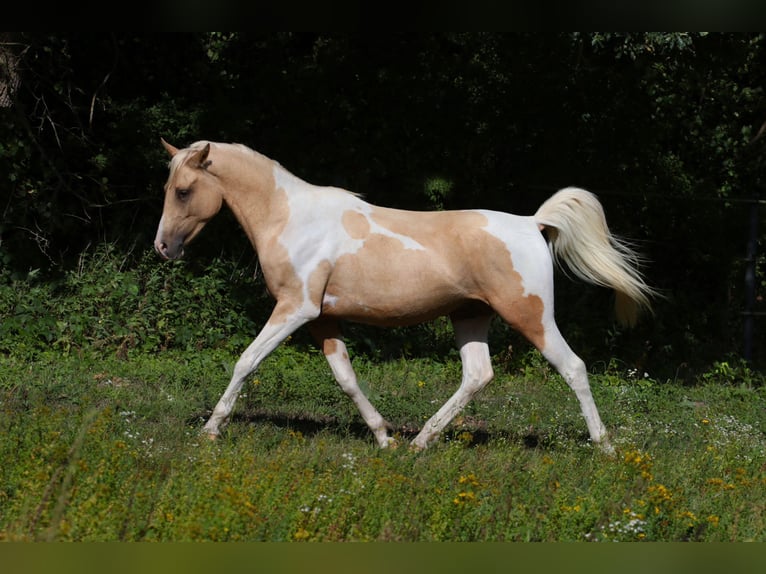 Trakehner Hengst 2 Jahre 164 cm Schecke in L&#xFC;dersdorf