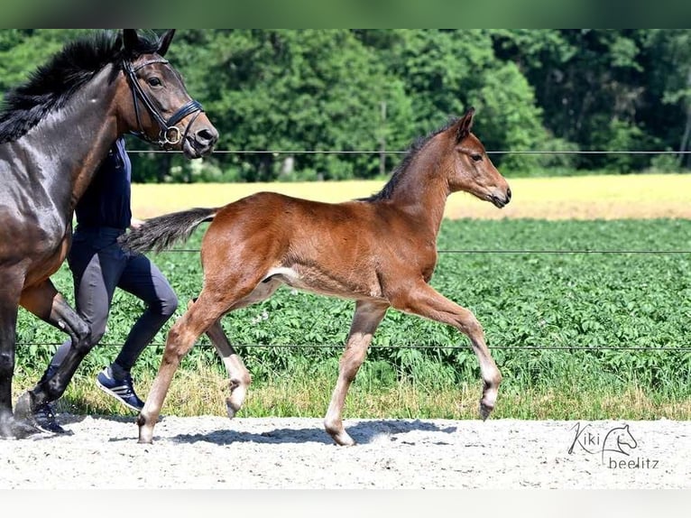 Trakehner Hengst 2 Jahre 165 cm Dunkelbrauner in Löningen