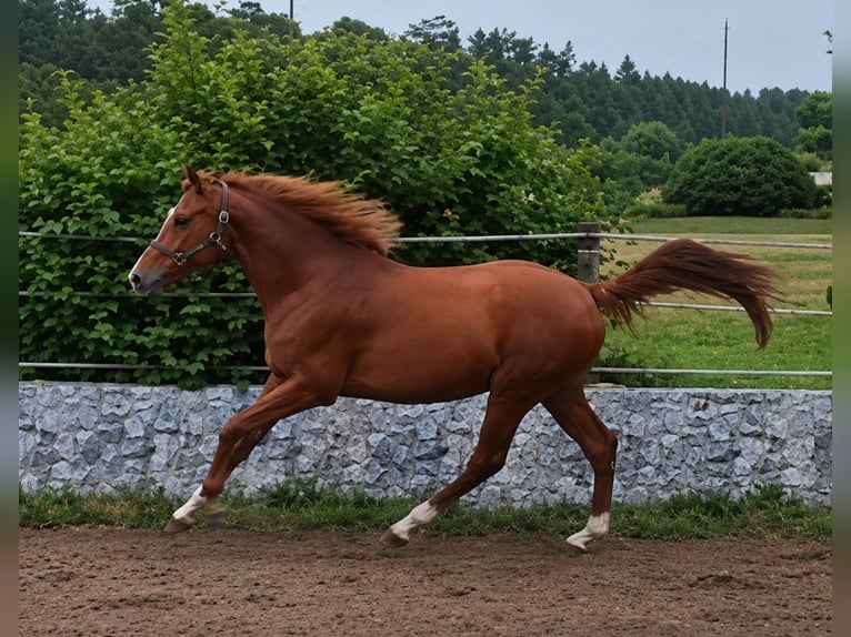 Trakehner Hengst 2 Jahre 165 cm Fuchs in Reisenberg