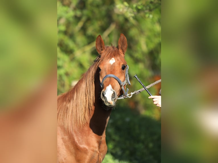Trakehner Hengst 2 Jahre 165 cm Fuchs in Reisenberg
