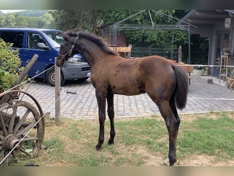 Trakehner Hengst 2 Jahre 165 cm Schwarzbrauner in Neunkirchen