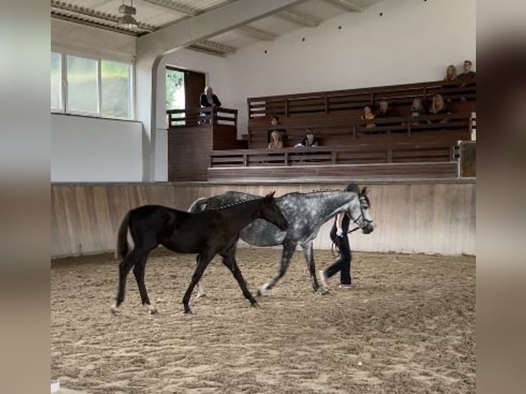 Trakehner Hengst 2 Jahre 165 cm Schwarzbrauner in Neunkirchen