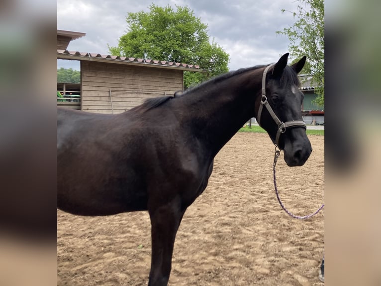 Trakehner Hengst 2 Jahre 165 cm Schwarzbrauner in Neunkirchen