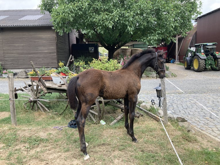 Trakehner Hengst 2 Jahre 165 cm Schwarzbrauner in Neunkirchen
