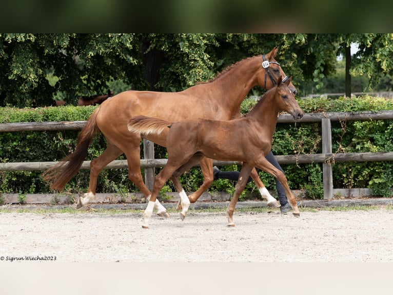 Trakehner Hengst 2 Jahre 167 cm Fuchs in L&#xF6;bau