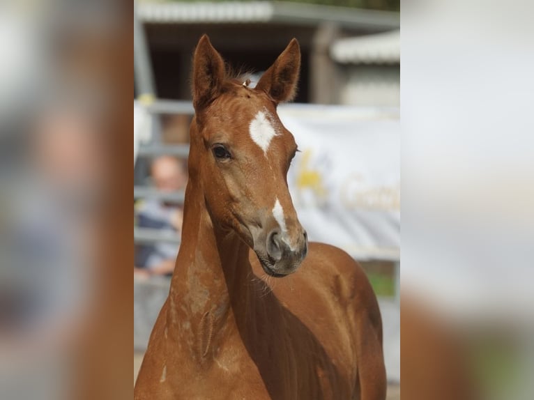 Trakehner Hengst 2 Jahre 168 cm Fuchs in Günzburg