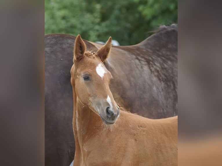 Trakehner Hengst 2 Jahre 168 cm Fuchs in Günzburg