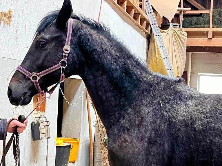 Trakehner Hengst 2 Jahre 168 cm Kann Schimmel werden in Denklingen