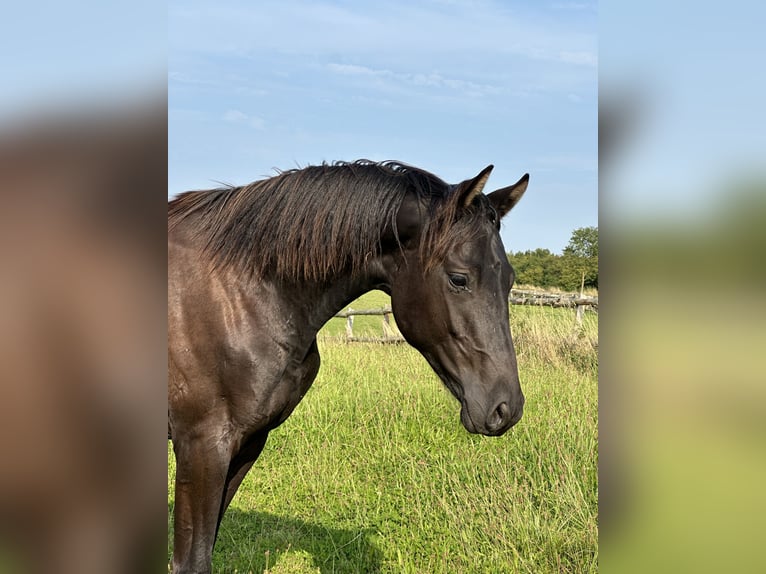 Trakehner Hengst 2 Jahre 168 cm Rappe in Behrensdorf