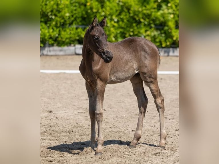 Trakehner Hengst 2 Jahre 168 cm Rappe in Behrensdorf