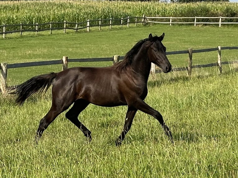 Trakehner Hengst 2 Jahre 168 cm Rappe in Behrensdorf