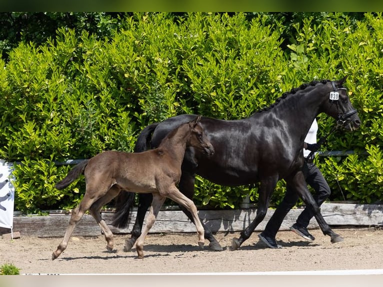 Trakehner Hengst 2 Jahre 168 cm Rappe in Behrensdorf