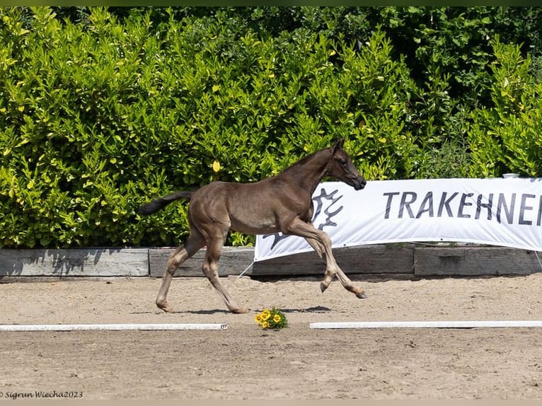 Trakehner Hengst 2 Jahre 168 cm Rappe in Behrensdorf