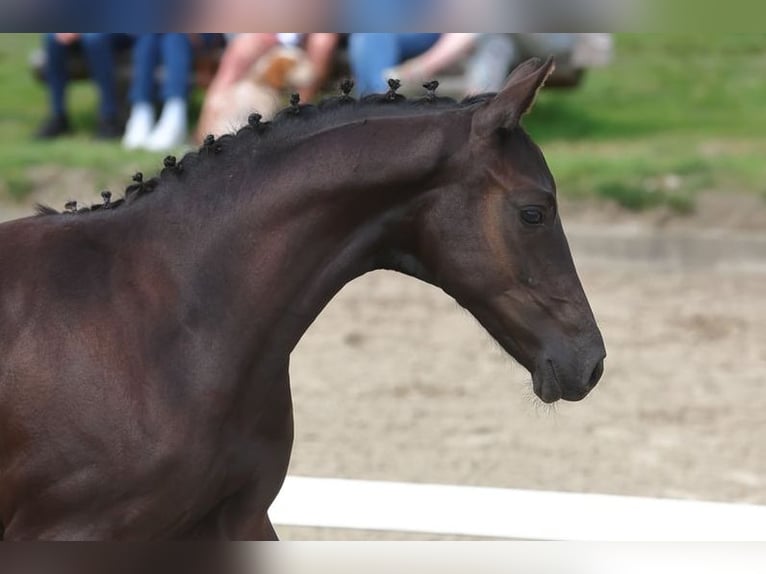 Trakehner Hengst 2 Jahre 168 cm Rappe in Behrensdorf