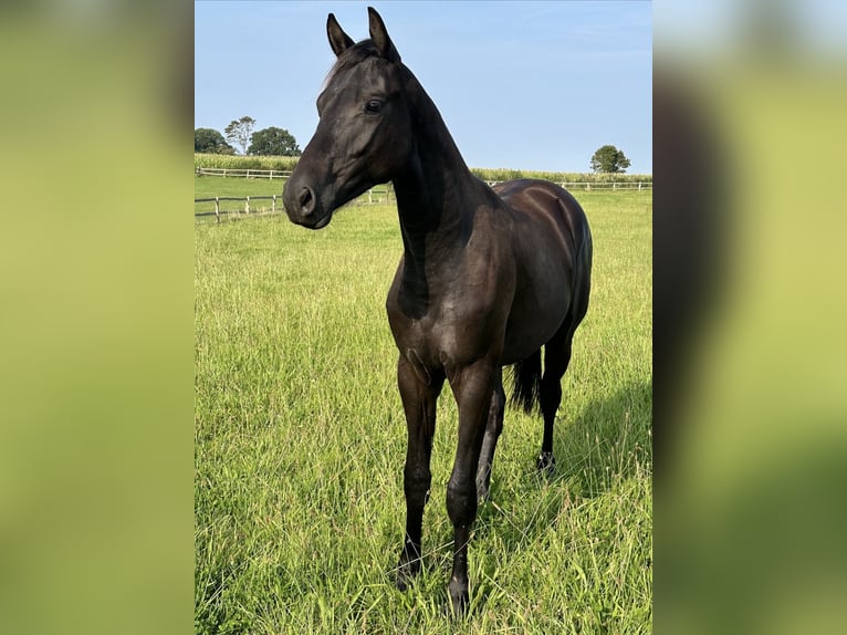 Trakehner Hengst 2 Jahre 168 cm Rappe in Behrensdorf