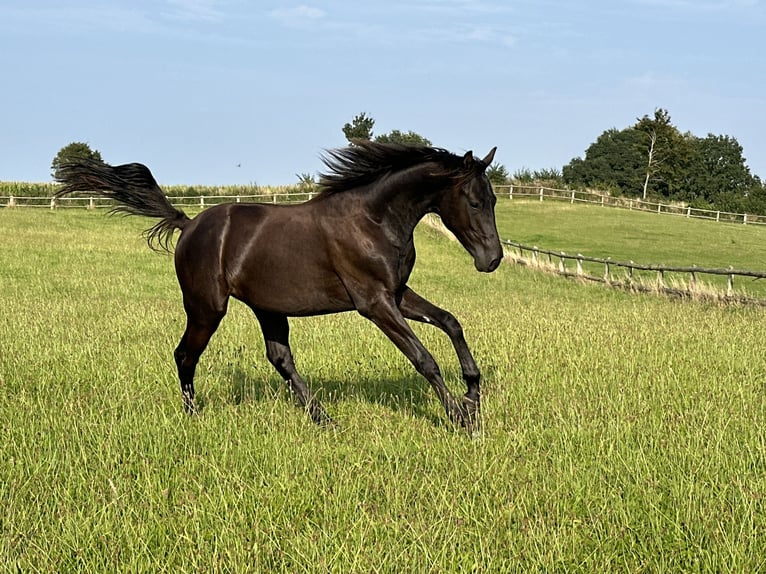 Trakehner Hengst 2 Jahre 168 cm Rappe in Behrensdorf