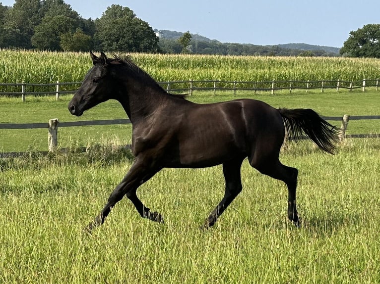 Trakehner Hengst 2 Jahre 168 cm Rappe in Behrensdorf