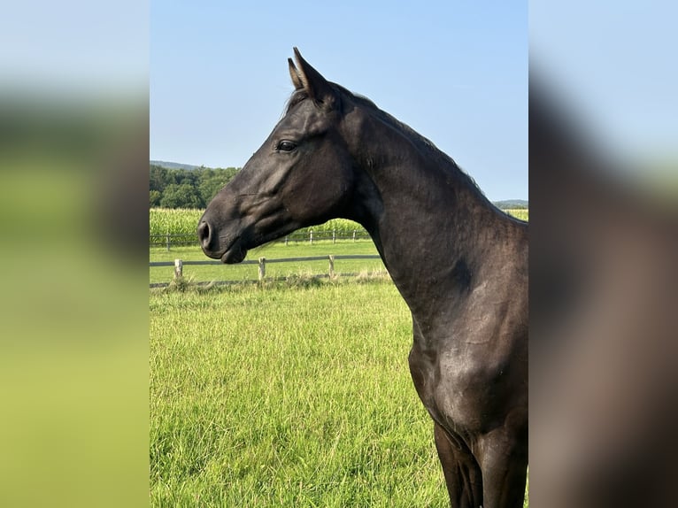 Trakehner Hengst 2 Jahre 168 cm Rappe in Behrensdorf