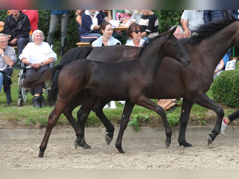 Trakehner Hengst 2 Jahre 168 cm Rappe in Syke