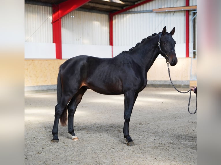 Trakehner Hengst 2 Jahre 168 cm Schwarzbrauner in Hohenfelde Trakehner Hengst 2 Jahre 168 cm Schwarzbrauner in Hohenfelde