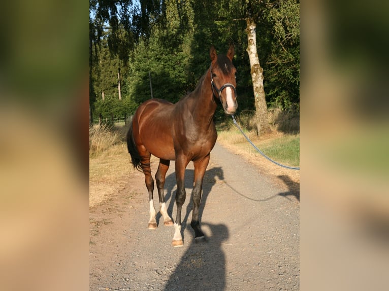 Trakehner Hengst 2 Jahre 170 cm Brauner in Mürlenbach