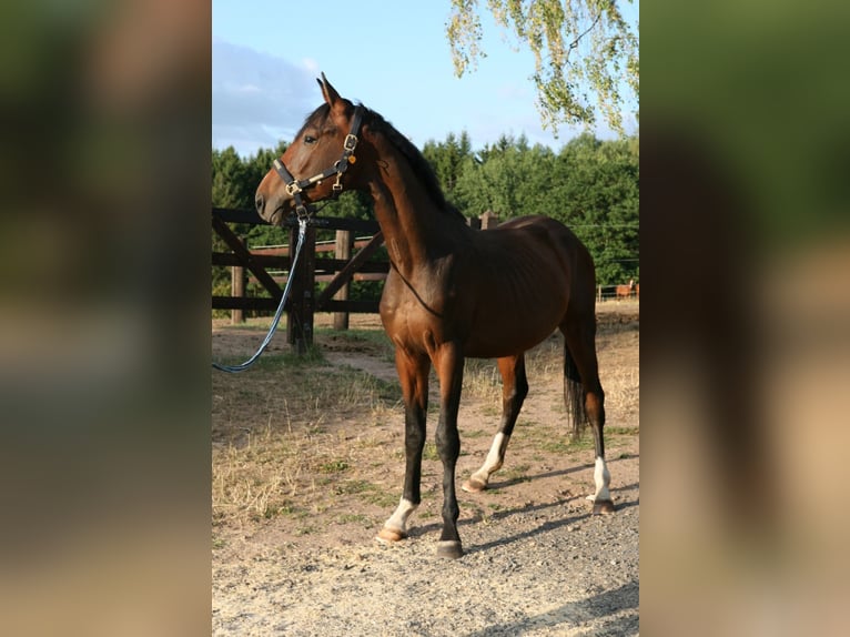 Trakehner Hengst 2 Jahre 170 cm Brauner in Mürlenbach