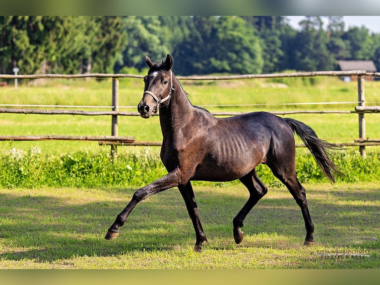 Trakehner Hengst 2 Jahre 170 cm Kann Schimmel werden in Denklingen