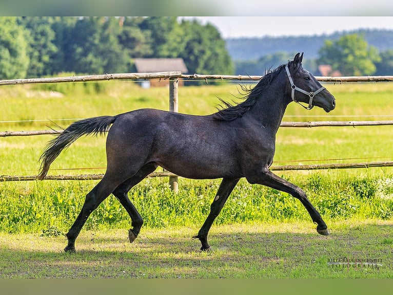 Trakehner Hengst 2 Jahre 170 cm Kann Schimmel werden in Denklingen