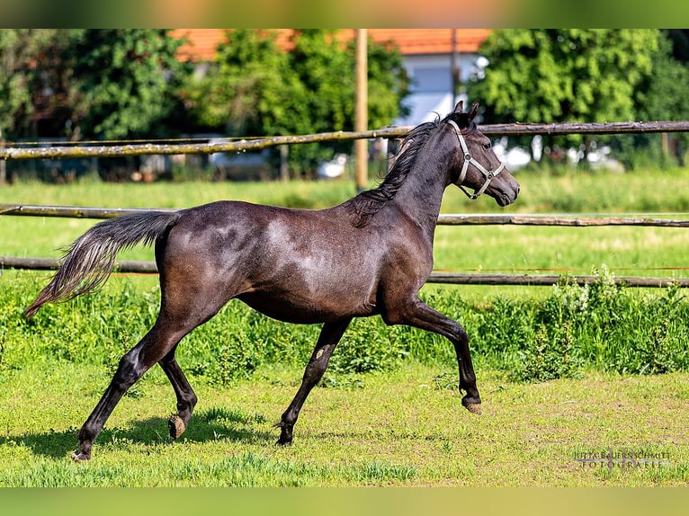 Trakehner Hengst 2 Jahre 170 cm Kann Schimmel werden in Denklingen