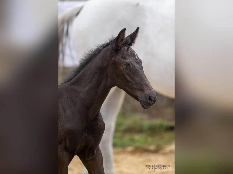 Trakehner Hengst 2 Jahre 170 cm Kann Schimmel werden in Denklingen