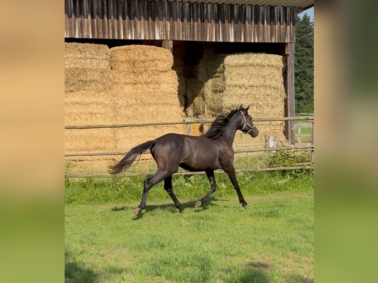 Trakehner Hengst 2 Jahre 170 cm Kann Schimmel werden in Denklingen