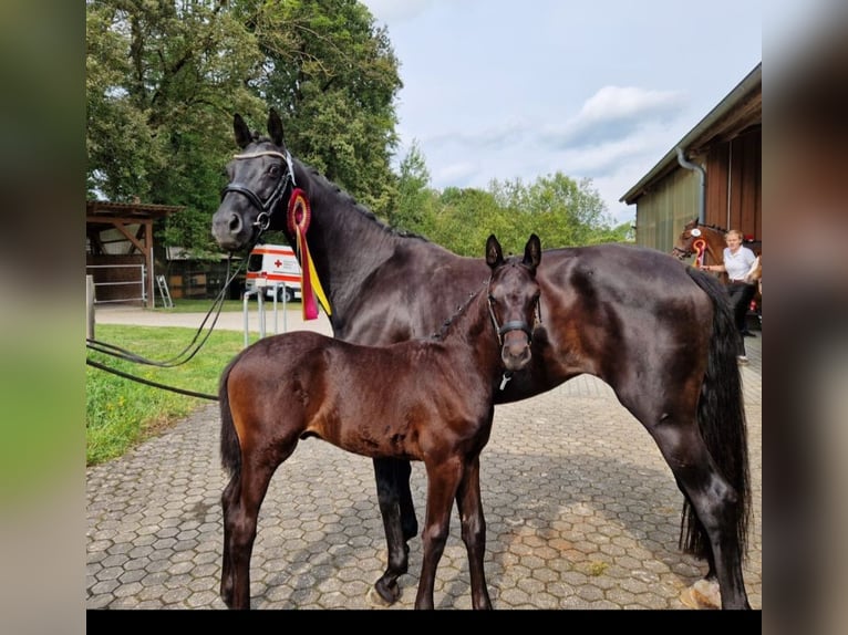 Trakehner Hengst 2 Jahre 170 cm Rappe in Hüttenberg