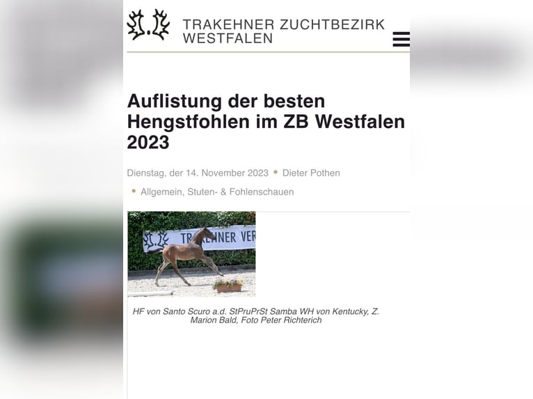 Trakehner Hengst 2 Jahre 172 cm Brauner in H&#xF6;xter